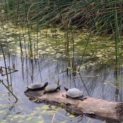 El Dorado Nature Center, Long Beach, CA
